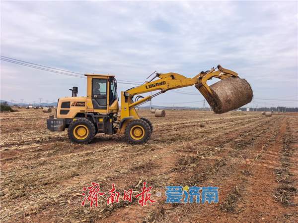 融媒·见证丨田里的“巨型瑞士卷”,藏着乡村第二份收获 丰收过后的丰收