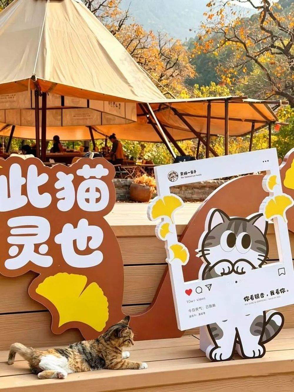 这个秋天，比灵岩银杏先火出圈的是只“猫”