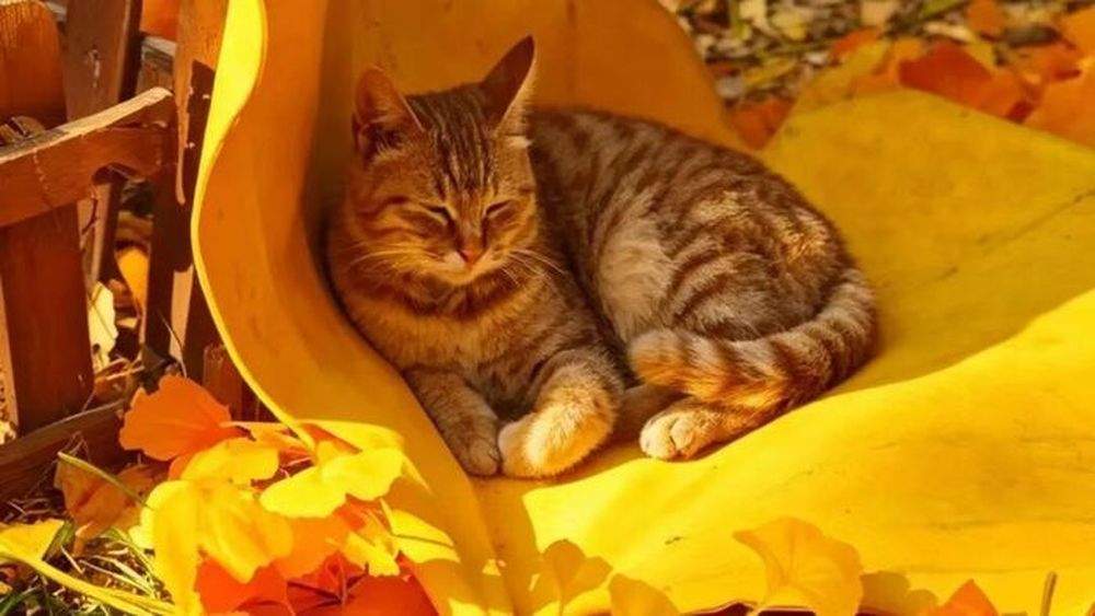 这个秋天，比灵岩银杏先火出圈的是只“猫”
