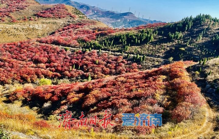 一年四季 泉在济南丨秋光正好，南部山区迎来红叶“高光时刻”
