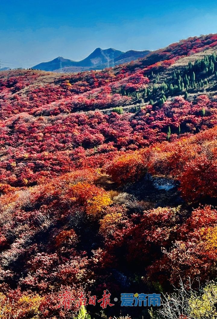 一年四季 泉在济南丨秋光正好，南部山区迎来红叶“高光时刻”