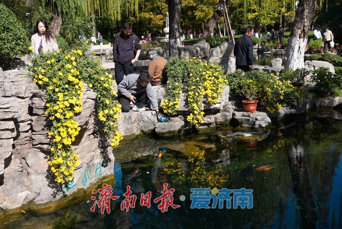 一年四季 泉在济南丨菊映潭水 五龙潭赏菊迎来最佳观赏期