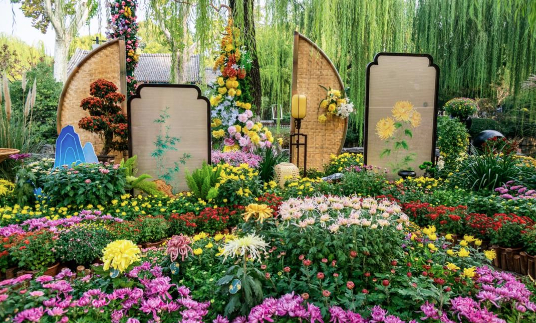 从观赏到体验:菊花雅集里的泉城秋味