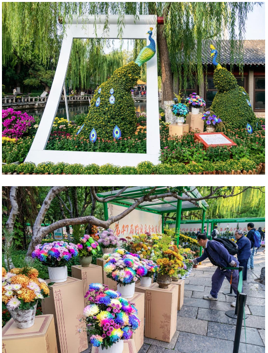 从观赏到体验:菊花雅集里的泉城秋味