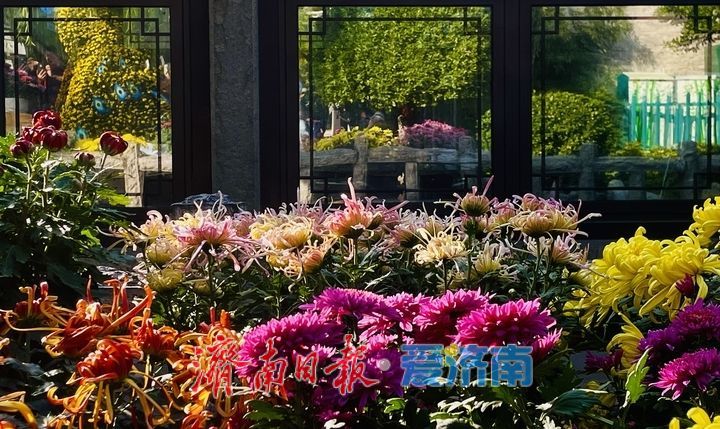 趵突泉畔菊正黄，一城秋色入花海