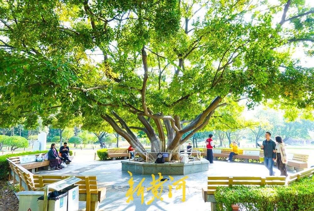 济南:泉城公园“十一枝朴树”成网红打卡点
