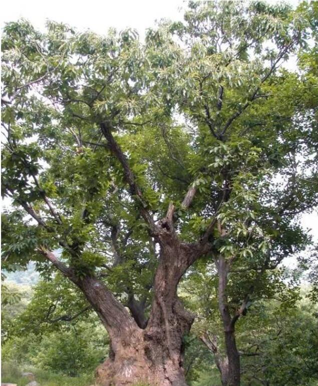 济南“一树一策”保护古树名木