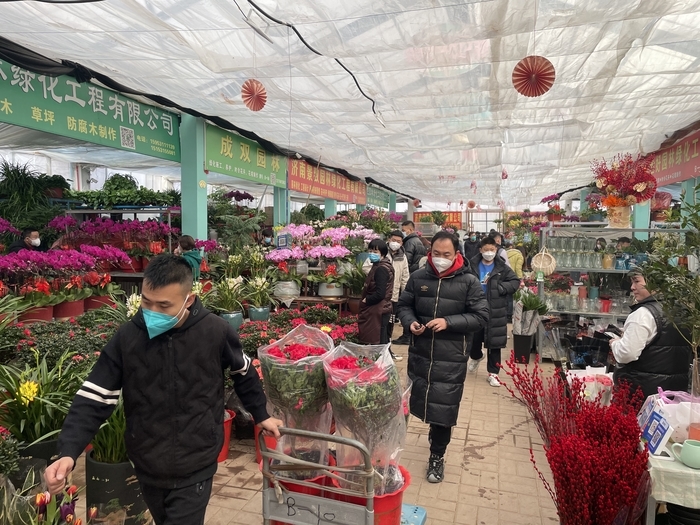 兔年春节至 鲜花送祝福 济南花卉市场迎来销售高峰