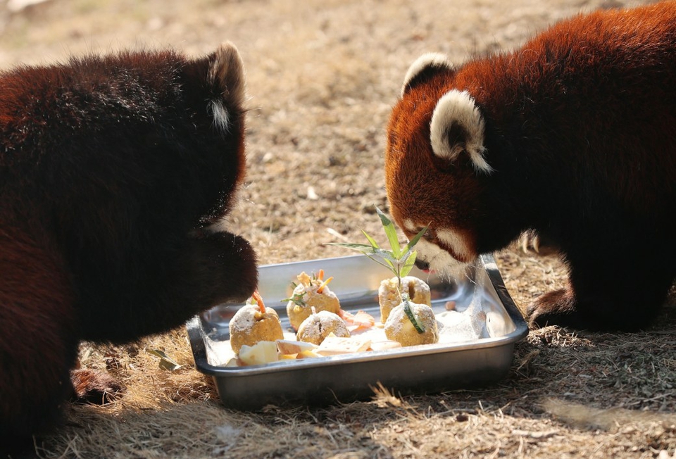 济南：动物园里闹元宵 熊猫大象乐享“定制元宵”