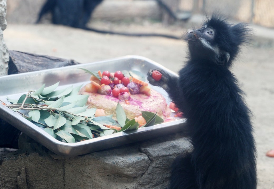 济南：动物园里闹元宵 熊猫大象乐享“定制元宵”