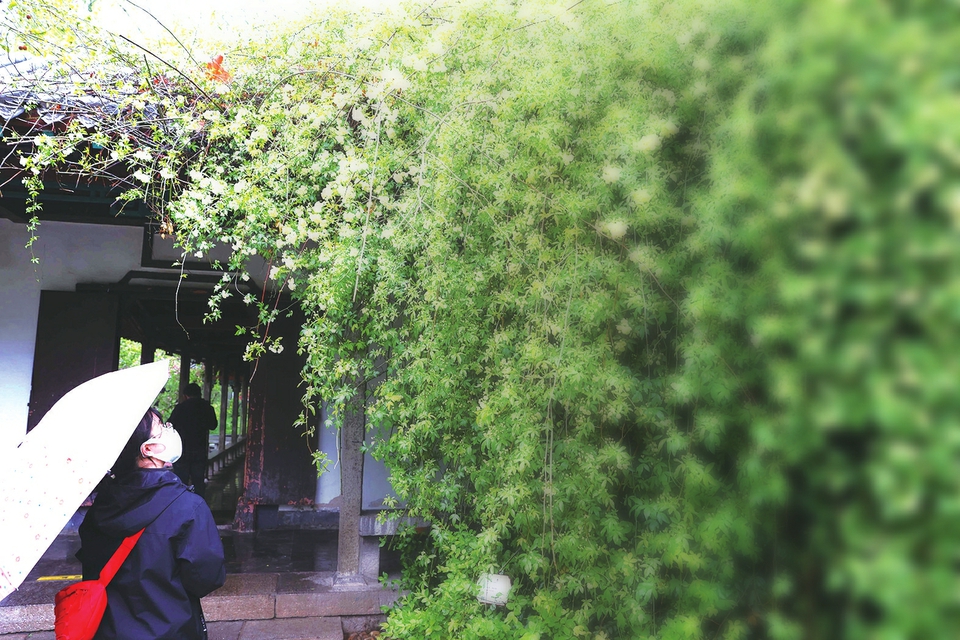 木香花湿雨沉沉 花与游人巧斗香