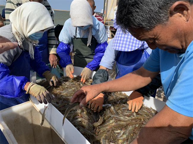 渔民们正在将刚打捞上来的盐田虾装盆称重。谈媛摄