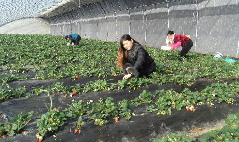 潍坊市坊子区草莓丰收季带旺采摘游