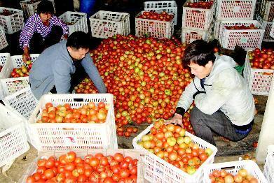 山东省阳谷县：西红柿成了“致富果”