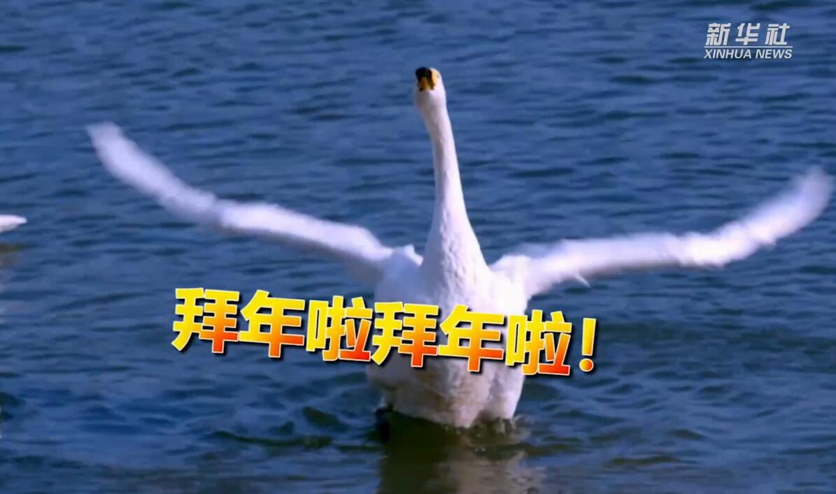 季錄山東|“鵝”給您拜年！