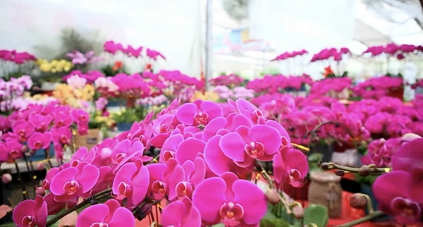 山东莒县：花卉市场人气旺