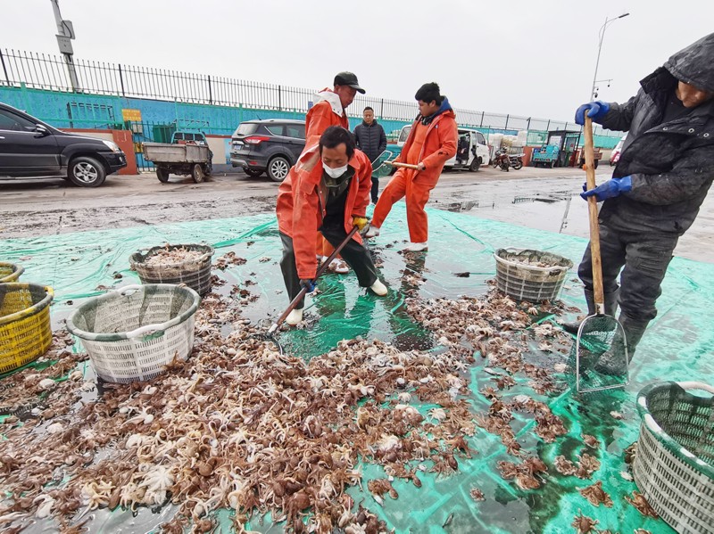 青岛沙子口每天捕回万斤八带蛸 没上岸就预订一空