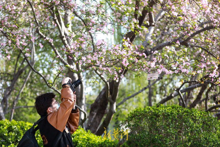 济南五龙潭公园花卉有了“二维码”，赏花学知识