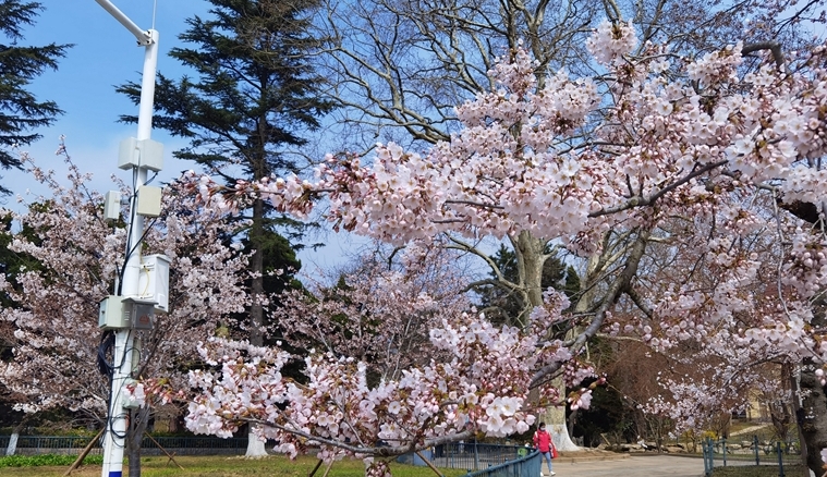 青岛中山公园樱花已开 樱花季正式开启