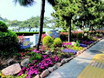 山东青岛：栈桥旁看花海 花团锦簇