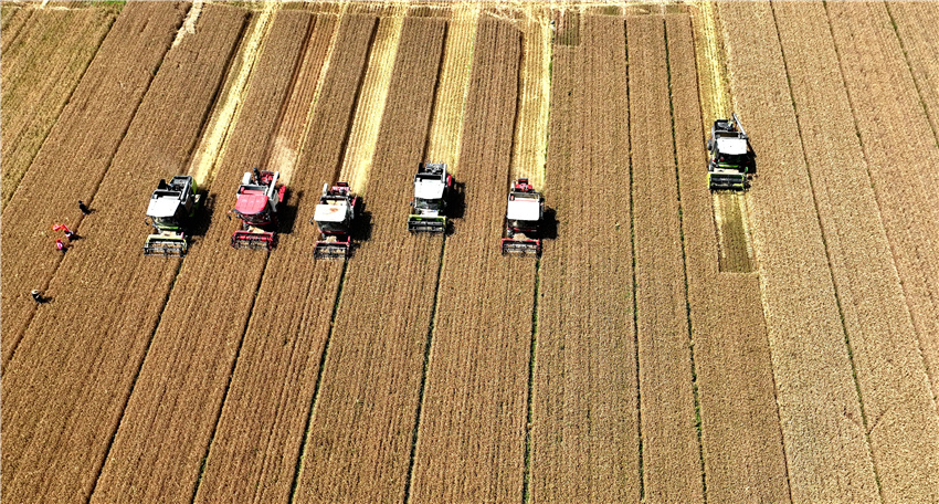 从发种植合作社流转土地麦田内的麦收场景