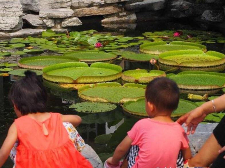 济南大明湖巨型王莲含苞待放 叶片直径最大超3米
