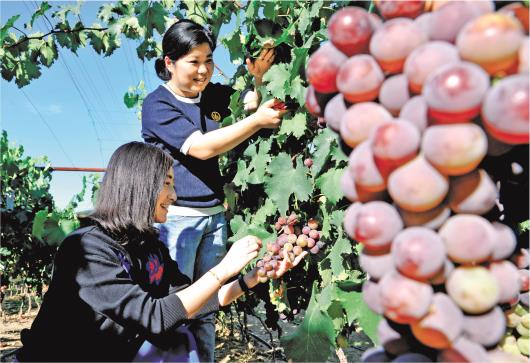 山东威海：葡萄进入盛果期 果农采摘装箱忙