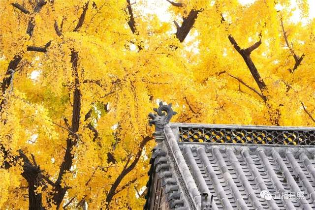 惊艳！莒县千年银杏树，迎来年度“高光时刻”