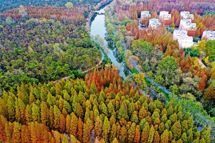 山东日照海滨国家森林公园秋色斑斓 美不胜收