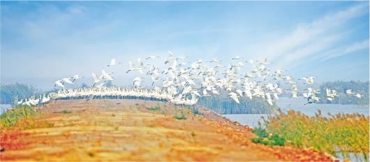 黄河三角洲国家级自然保护区：护佑候鸟迁飞通道