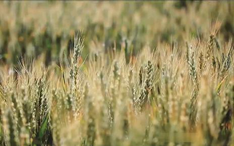 黄三角小麦产业馆：用科技激发高质量发展新动能