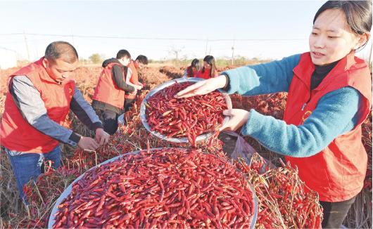 山东阳谷：火红的朝天椒带动农民增收