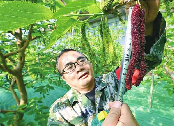 20厘米长冰糖味桑葚迎丰收 一斤卖出150元