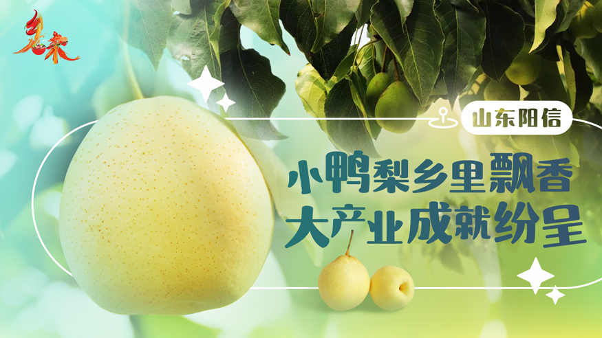 乡味丨山东阳信：小鸭梨乡里飘香 大产业成就纷呈