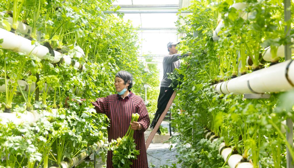 山东临沭：生态观光农业促增收