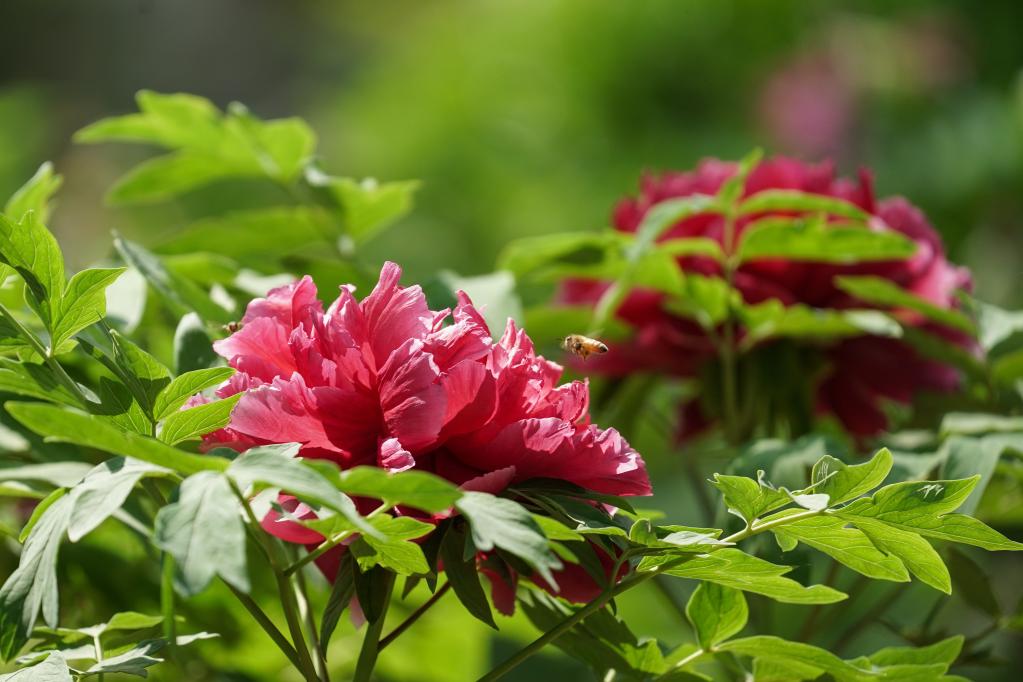 春日济南 牡丹花开