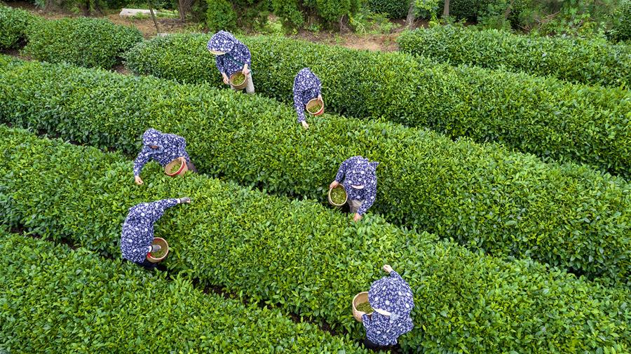 （经济）（4）山东日照：以茶为媒助推乡村振兴