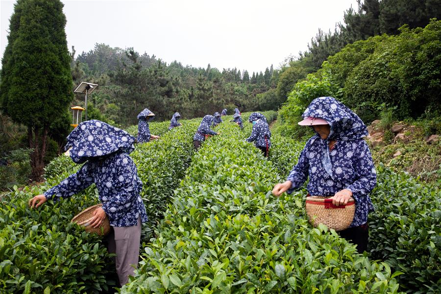 （经济）（1）山东日照：以茶为媒助推乡村振兴